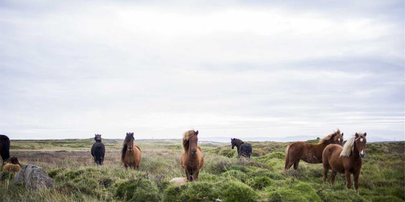 0-6岁早期阅读黄金期:选对绘本、掌握共读技巧,奠定孩子终身学习力